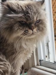 Reunited Male Cat last seen Cavendish, Burlington, ON L7P