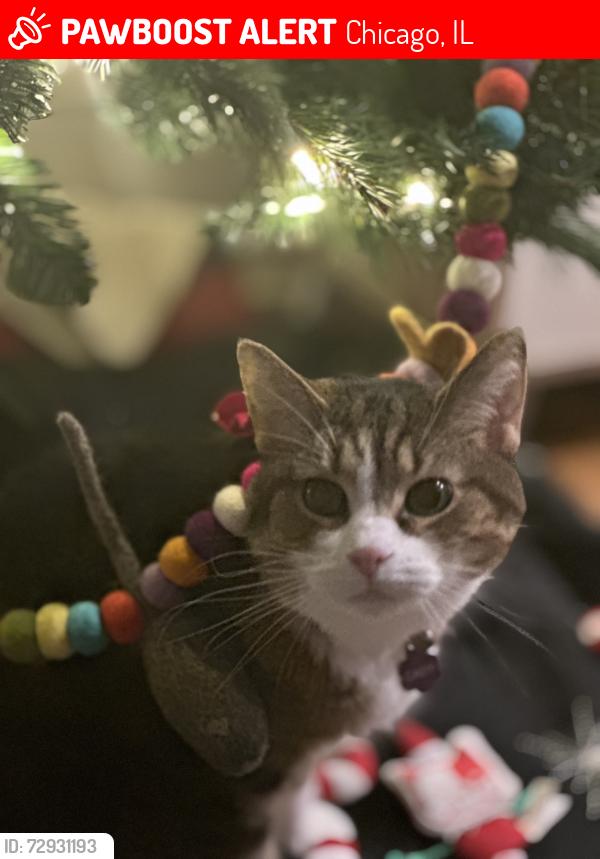 Lost Female Cat last seen Le moyne, Chicago, IL 60622