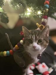 Lost Female Cat last seen Le moyne, Chicago, IL 60622