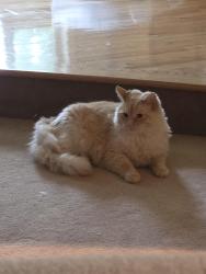 Lost Male Cat last seen Eagle Ridge, 40th drive, Arlington, WA 98223