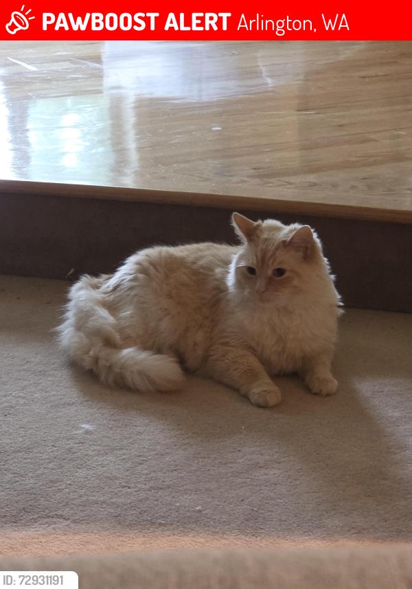 Lost Male Cat last seen Eagle Ridge, 40th drive, Arlington, WA 98223