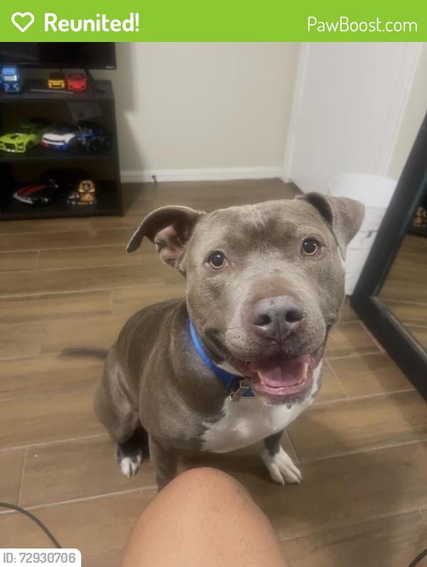 Reunited Male Dog last seen Near NW 43rd St, Oklahoma City, OK 73112, USA, Oklahoma City, OK 73112