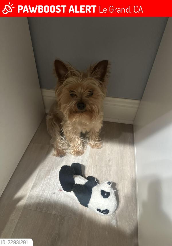 Lost Male Dog last seen Le Grand, CA, Le Grand, CA 95333