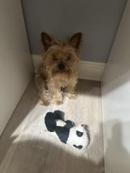 Lost Male Dog last seen Le Grand, CA, Le Grand, CA 95333