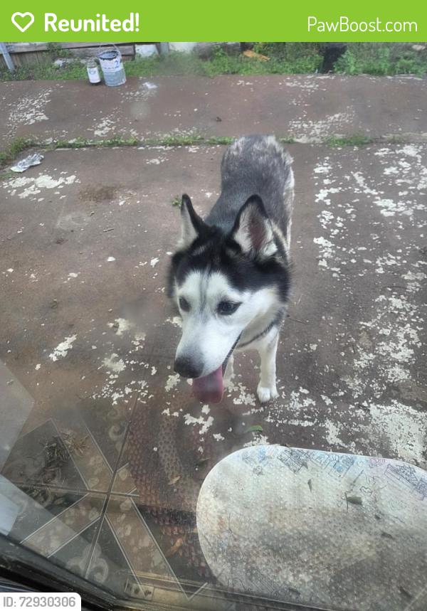 Reunited Male Dog last seen Silversage  and basswood, Fort Worth, TX 76137