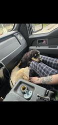Lost Female Dog last seen Co rd 667 and co rd 825, Blue Ridge, TX 75424