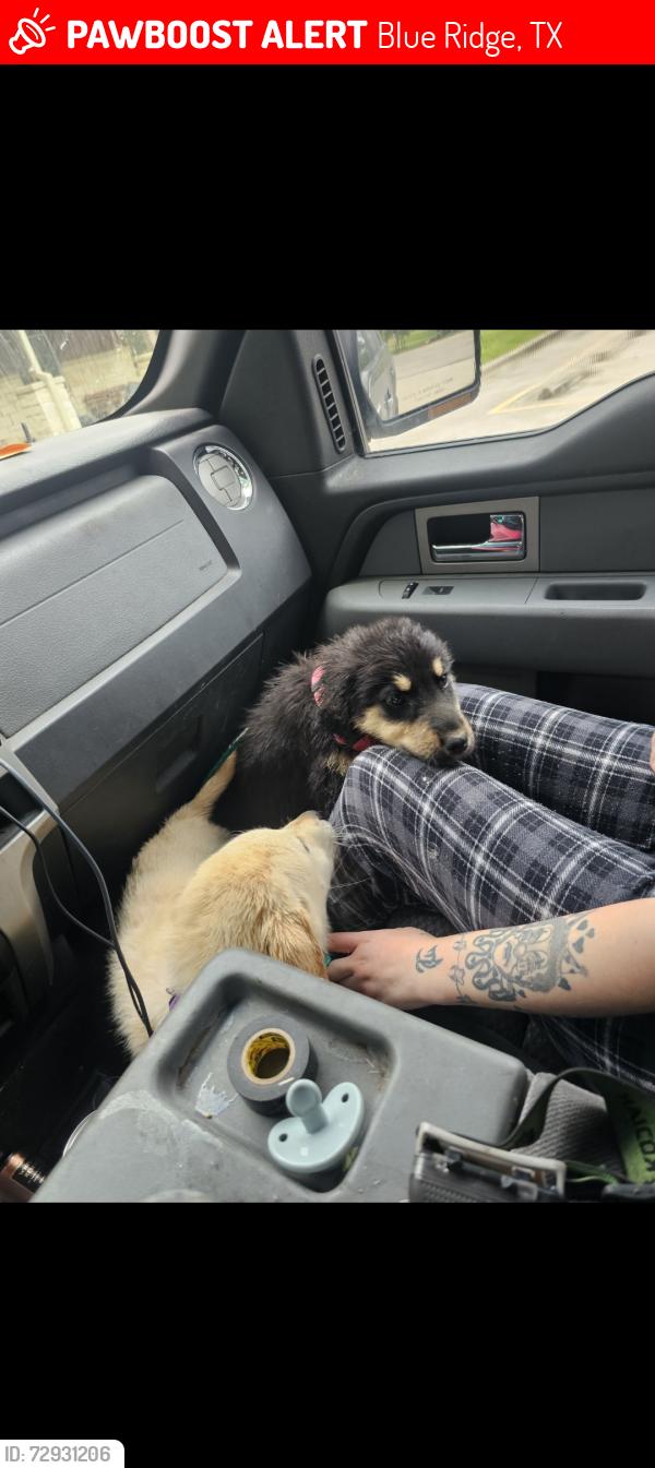 Lost Female Dog last seen Co rd 667 and co rd 825, Blue Ridge, TX 75424