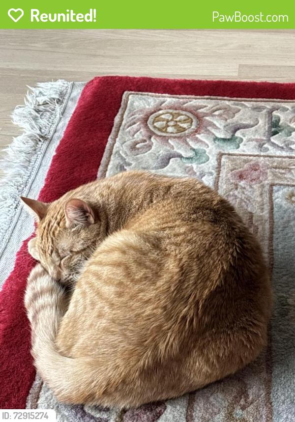 Reunited Male Cat last seen Old Orchsrd , Danville, CA 94526