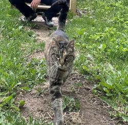 Found/Stray Unknown Cat last seen 8th St., Duluth, MN 55805