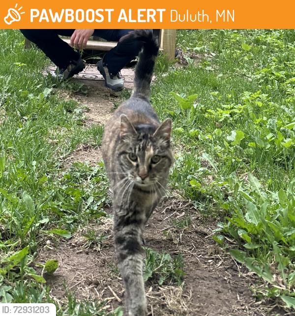 Found/Stray Unknown Cat last seen 8th St., Duluth, MN 55805