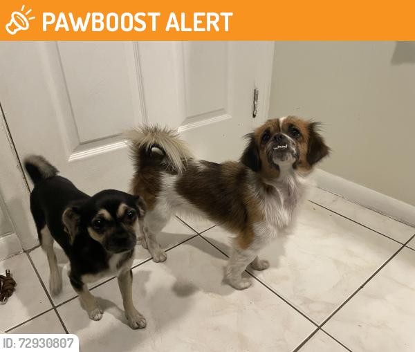 Found/Stray Female Dog last seen Near Pep Boys and Conviva Senior Primary Care, 296 ne 167th st North Miami Beach 33162 , North Miami Beach, FL 33162