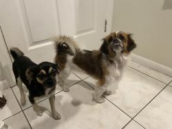 Found/Stray Female Dog last seen Near Pep Boys and Conviva Senior Primary Care, 296 ne 167th st North Miami Beach 33162 , North Miami Beach, FL 33162