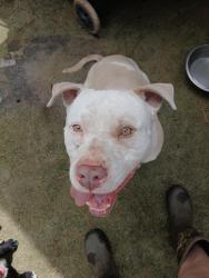 Found/Stray Male Dog last seen Buffalo Lake Road/Blanchard , Barbecue, NC 27332