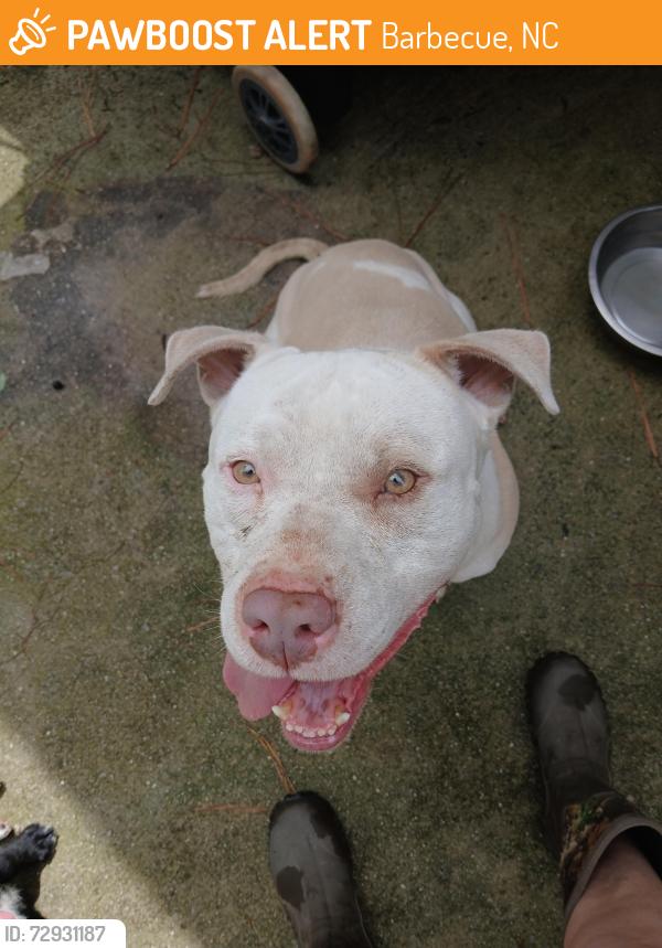 Found/Stray Male Dog last seen Buffalo Lake Road/Blanchard , Barbecue, NC 27332