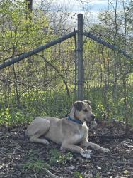 Reunited Male Dog last seen Near s burrel st , Milwaukee, WI 53207