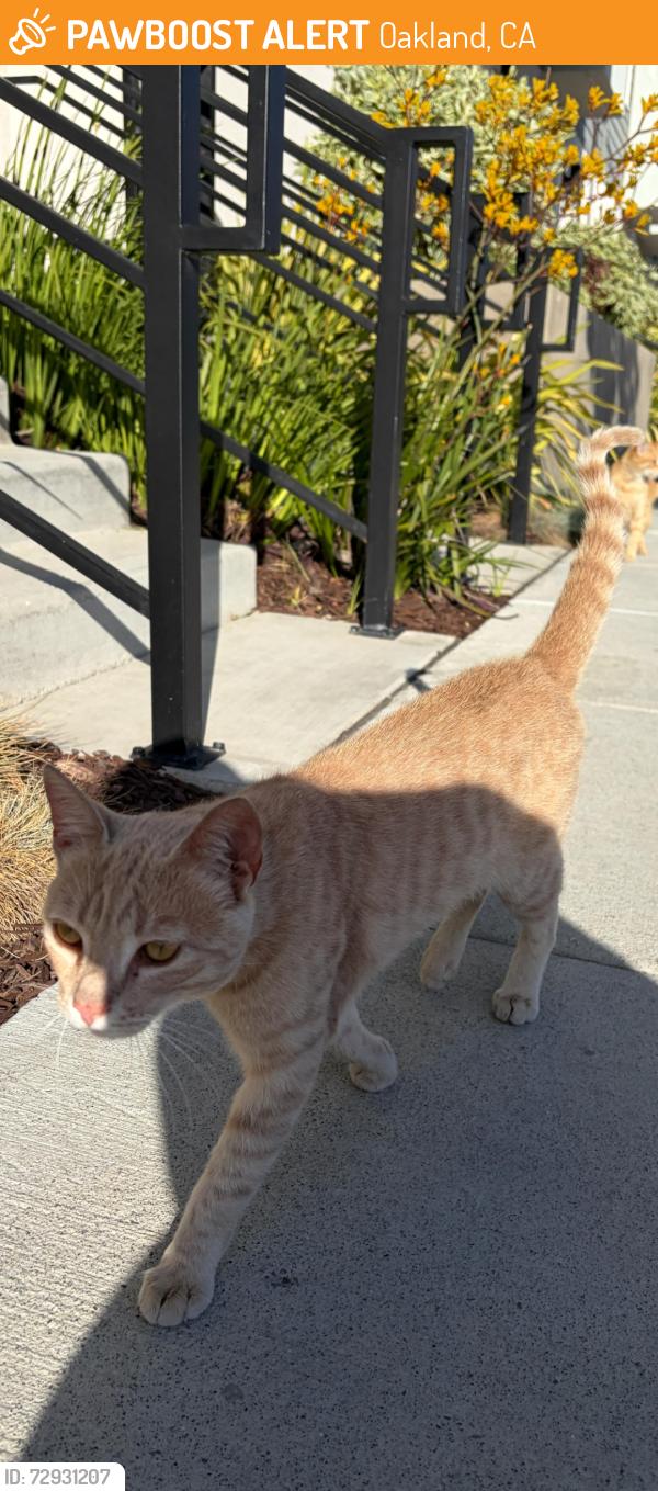 Found/Stray Male Cat last seen Near 16th st train station on wood st. West oakland, Oakland, CA 94607