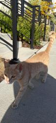 Found/Stray Male Cat last seen Near 16th st train station on wood st. West oakland, Oakland, CA 94607