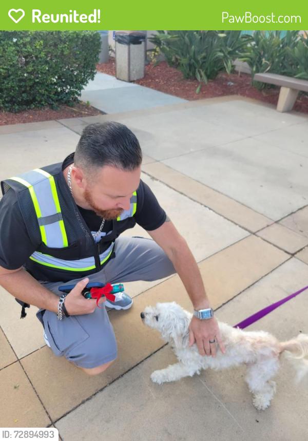 Reunited Female Dog last seen By Palm and e 16th st national city , National City, CA 91950