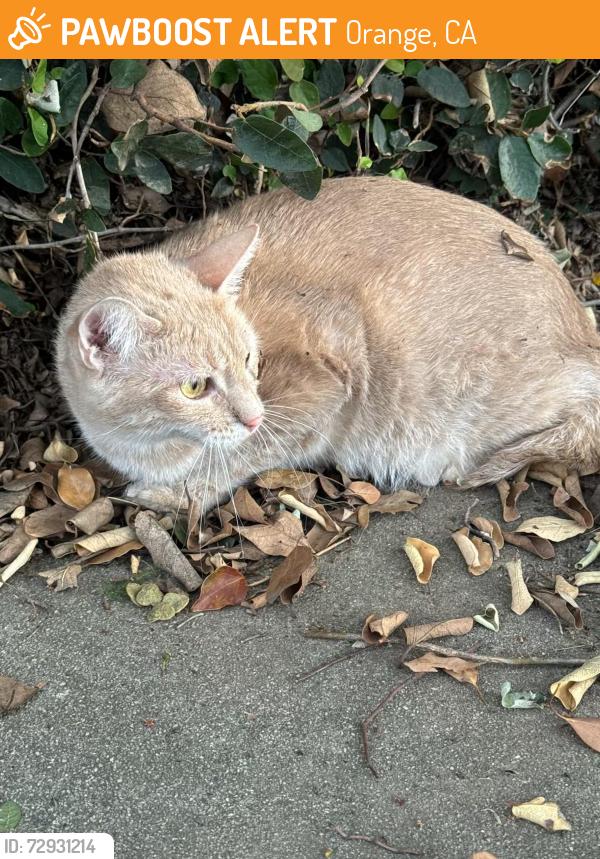 Found/Stray Female Cat last seen Olive and Culver, Orange, CA 92866