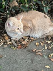 Found/Stray Female Cat last seen Olive and Culver, Orange, CA 92866