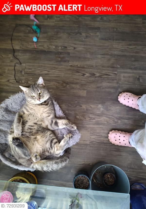 Lost Male Cat last seen Eden dr. Longview, Longview, TX 75605