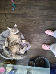 Lost Male Cat last seen Eden dr. Longview, Longview, TX 75605