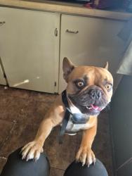 Found/Stray Male Dog last seen Park West Mobile Park, Desert Hot Springs, CA 92240