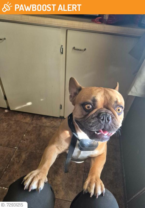 Found/Stray Male Dog last seen Park West Mobile Park, Desert Hot Springs, CA 92240