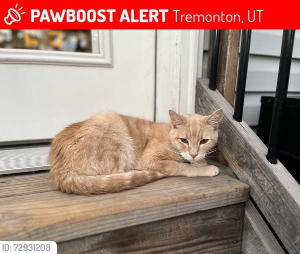 Lost Male Cat last seen Near W behind Crumps dealership, Tremonton, UT 84337