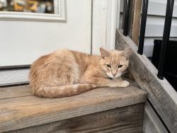 Lost Male Cat last seen Near W behind Crumps dealership, Tremonton, UT 84337