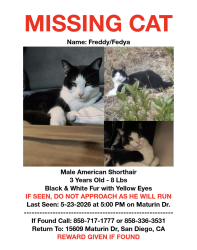 Lost Male Cat last seen Near Maturin Drive San Diego , San Diego, CA 92127