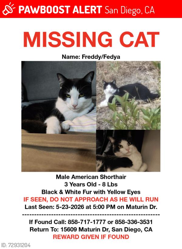 Lost Male Cat last seen Near Maturin Drive San Diego , San Diego, CA 92127