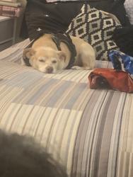 Reunited Male Dog last seen Moreno beach and Alessandro near a vacant lot , Moreno Valley, CA 92551