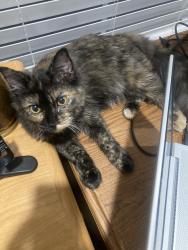 Reunited Female Cat last seen Craigmoss lane, Charlotte, NC 28278