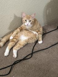 Reunited Male Cat last seen Near E Gibson Rd, Everett, WA 98204