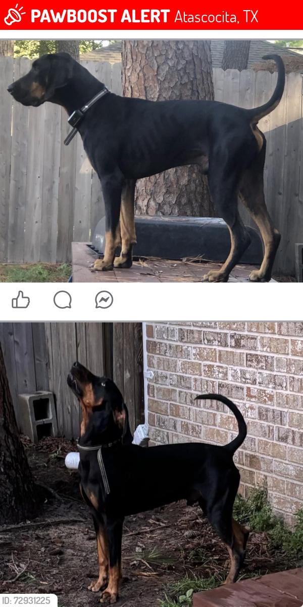 Lost Male Dog last seen Na, Atascocita, TX 77346