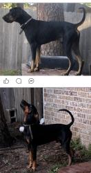 Lost Male Dog last seen Na, Atascocita, TX 77346