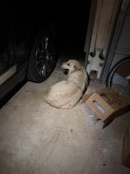 Found/Stray Unknown Dog last seen Rolling Oaks at Laurel Meadow, San Antonio, TX 78253