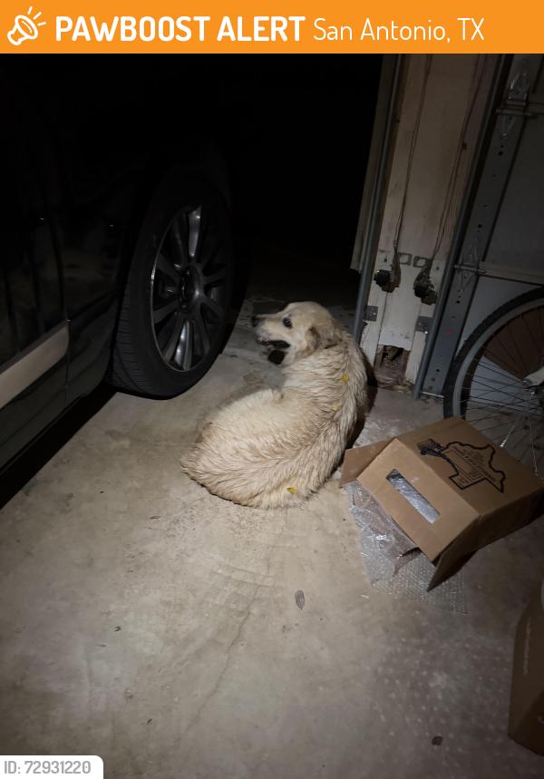 Found/Stray Unknown Dog last seen Rolling Oaks at Laurel Meadow, San Antonio, TX 78253