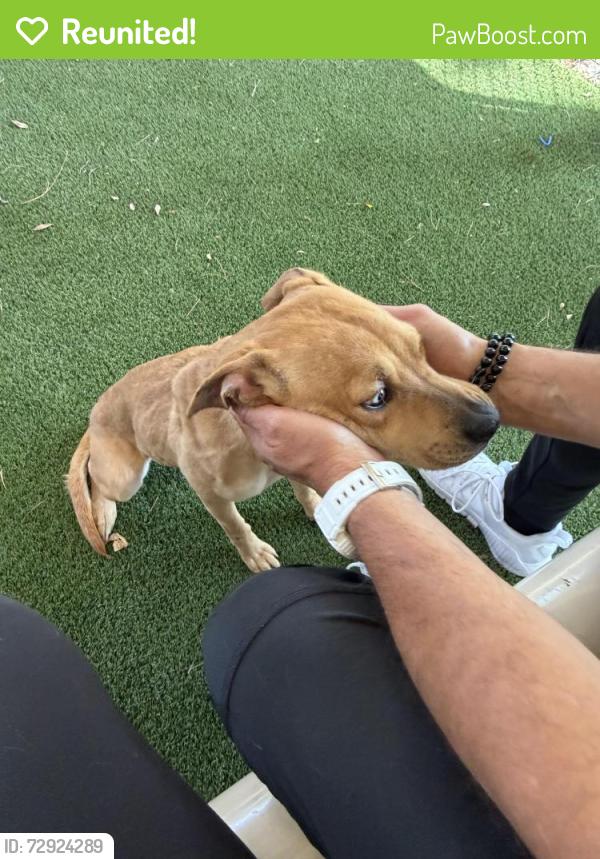 Reunited Female Dog last seen Golden valley and Via Princessa , Santa Clarita, CA 91387