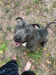 Lost Male Dog last seen Westchester dr , Mobile, AL 36619