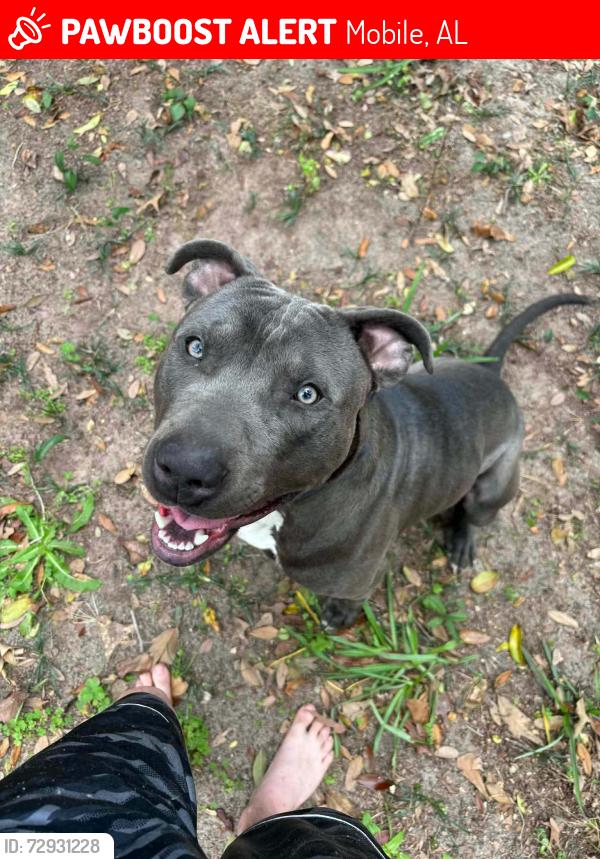 Lost Male Dog last seen Westchester dr , Mobile, AL 36619
