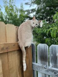 Lost Male Cat last seen South of Main Street on 275 s 500 w, Tremonton, UT 84337