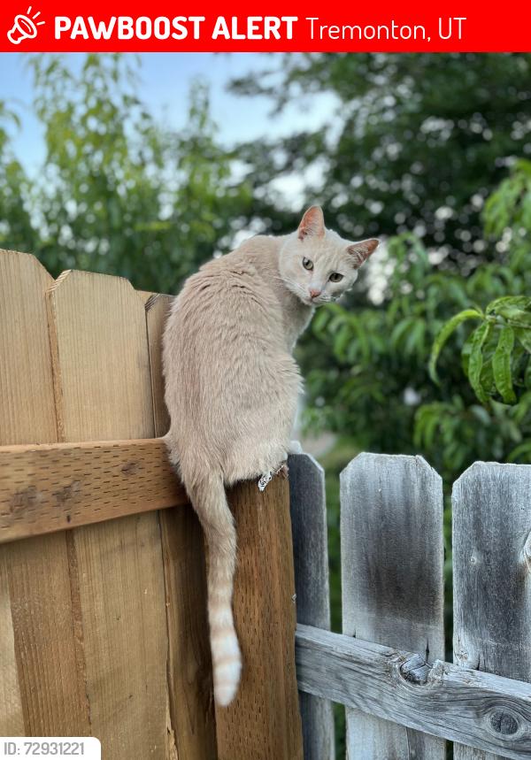 Lost Male Cat last seen South of Main Street on 275 s 500 w, Tremonton, UT 84337