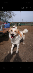 Reunited Male Dog last seen Near Riverbank Road Stamford CT, Stamford, CT 06903