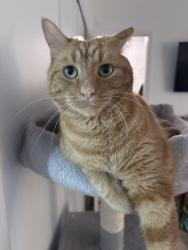Lost Male Cat last seen Lake Shore Dr., Columbus, OH 43204