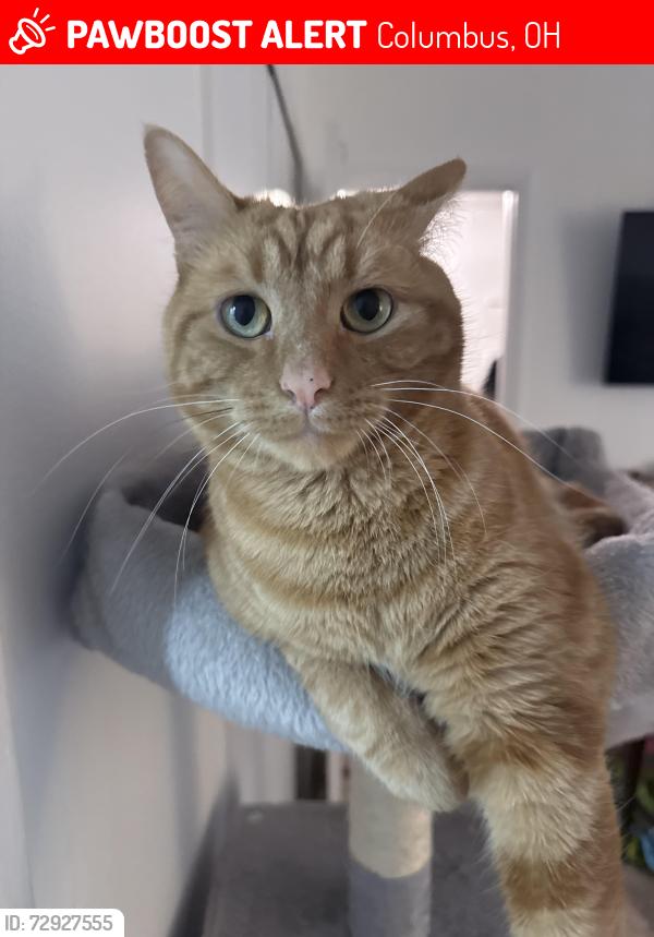 Lost Male Cat last seen Lake Shore Dr., Columbus, OH 43204
