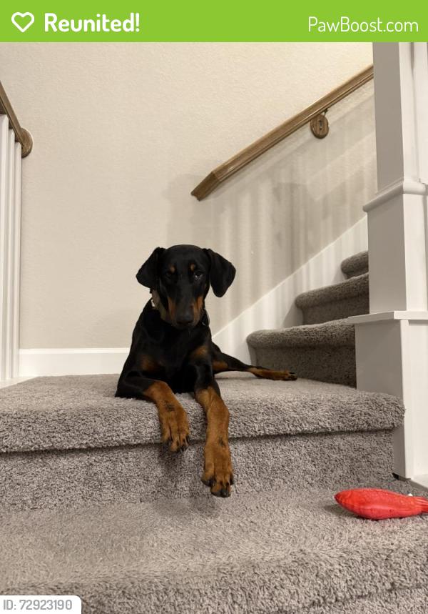 Reunited Female Dog last seen Tidwell and T C Jeater, Houston, TX 77091