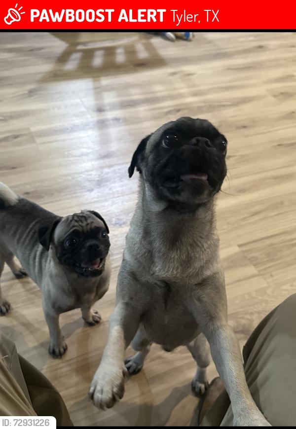 Lost Male Dog last seen Atwoods Ranch & Home, Tyler, TX 75702