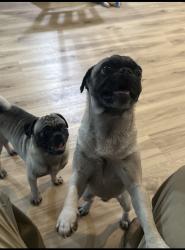 Lost Male Dog last seen Atwoods Ranch & Home, Tyler, TX 75702